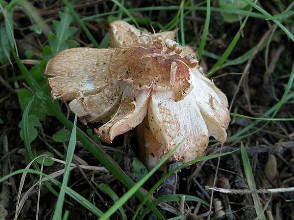 Inocybe bresadolae?